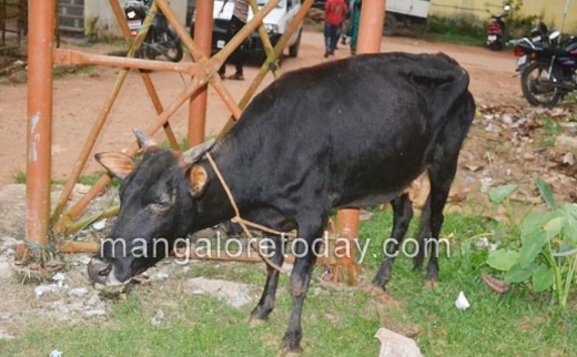 Cattle theft 3